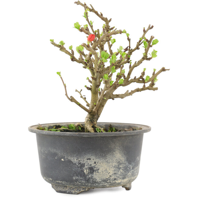 Chaenomeles speciosa, 13,5 cm, ± 9 años, con flores rojas y frutos amarillos