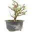 Chaenomeles speciosa, 13,5 cm, ± 9 anni, con fiori rossi e frutti gialli