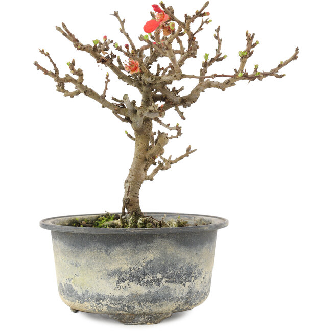 Chaenomeles speciosa, 16,5 cm, ± 9 anni, con fiori rossi e frutti gialli