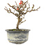 Chaenomeles speciosa, 16,5 cm, ± 9 jaar oud, met rode bloemen en geel fruit