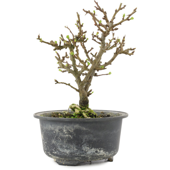 Chaenomeles speciosa, 16,5 cm, ± 9 jaar oud, met rode bloemen en geel fruit