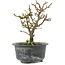 Chaenomeles speciosa, 16,5 cm, ± 9 jaar oud, met rode bloemen en geel fruit