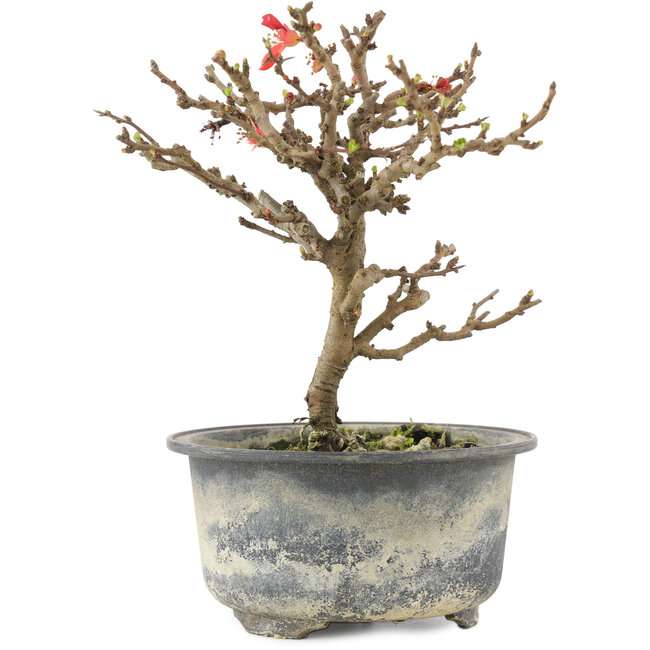 Chaenomeles speciosa, 16,5 cm, ± 9 anni, con fiori rossi e frutti gialli
