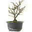 Chaenomeles speciosa, 16,5 cm, ± 9 jaar oud, met rode bloemen en geel fruit