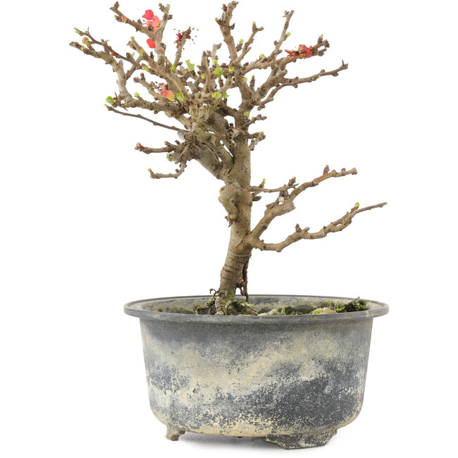 Chaenomeles speciosa, 16,5 cm, ± 9 años, con flores rojas y frutos amarillos
