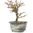 Chaenomeles speciosa, 16,5 cm, ± 9 anni, con fiori rossi e frutti gialli