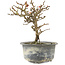 Chaenomeles speciosa, 16,5 cm, ± 9 jaar oud, met rode bloemen en geel fruit