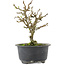 Chaenomeles speciosa, 16,5 cm, ± 9 anni, con fiori rossi e frutti gialli