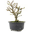 Chaenomeles speciosa, 16,5 cm, ± 9 anni, con fiori rossi e frutti gialli