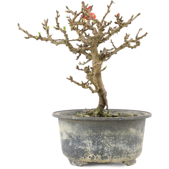 Chaenomeles speciosa, 16,5 cm, ± 9 jaar oud, met rode bloemen en geel fruit