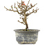 Chaenomeles speciosa, 16,5 cm, ± 9 anni, con fiori rossi e frutti gialli