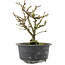 Chaenomeles speciosa, 16,5 cm, ± 9 anni, con fiori rossi e frutti gialli