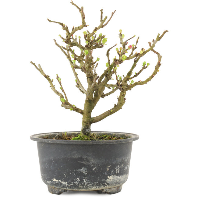 Chaenomeles speciosa, 16,5 cm, ± 9 anni, con fiori rossi e frutti gialli