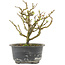 Chaenomeles speciosa, 16,5 cm, ± 9 anni, con fiori rossi e frutti gialli