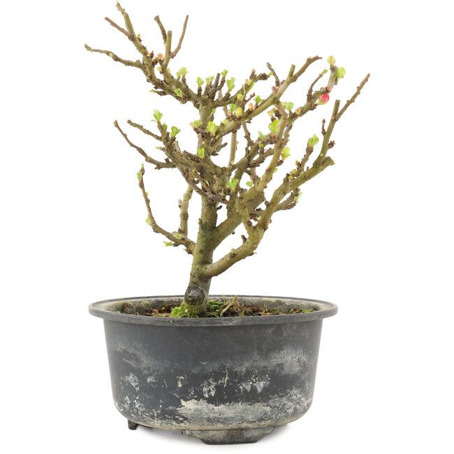 Chaenomeles speciosa, 16,5 cm, ± 9 Jahre alt, mit roten Blüten und gelben Früchten