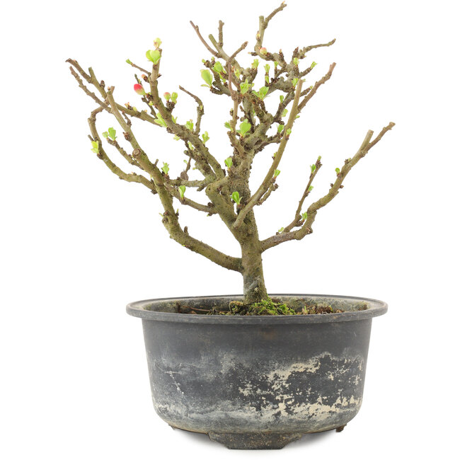 Chaenomeles speciosa, 16,5 cm, ± 9 jaar oud, met rode bloemen en geel fruit