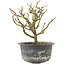 Chaenomeles speciosa, 16,5 cm, ± 9 jaar oud, met rode bloemen en geel fruit