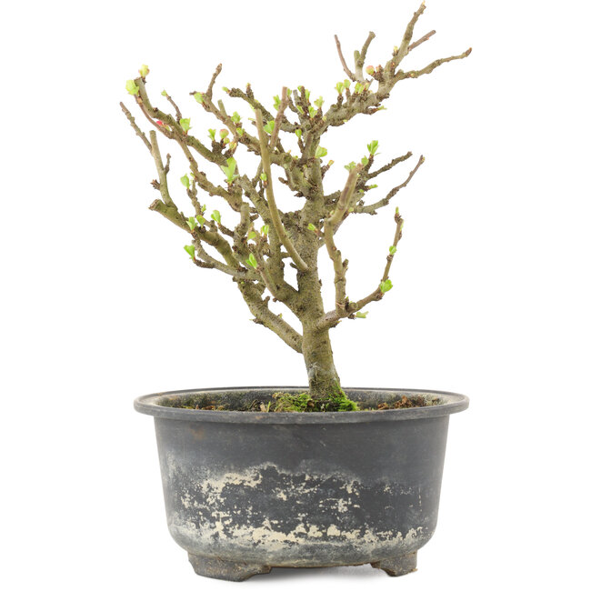 Chaenomeles speciosa, 16,5 cm, ± 9 años, con flores rojas y frutos amarillos