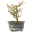 Chaenomeles speciosa, 16,5 cm, ± 9 jaar oud, met rode bloemen en geel fruit