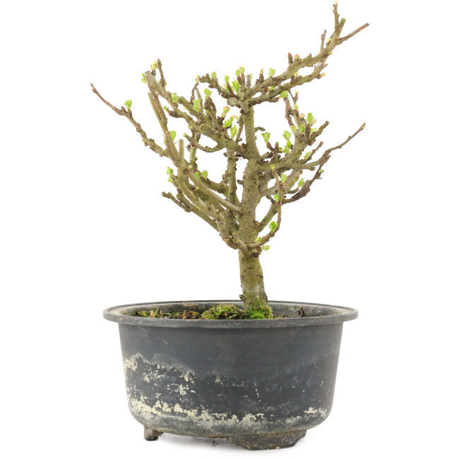 Chaenomeles speciosa, 16,5 cm, ± 9 anni, con fiori rossi e frutti gialli