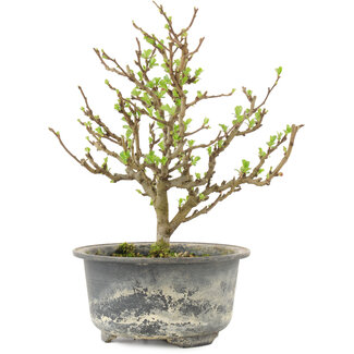 Chaenomeles speciosa, 19 cm, ± 9 Jahre alt