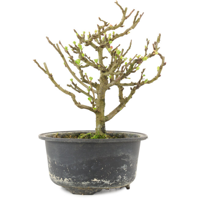 Chaenomeles speciosa, 16,5 cm, ± 9 anni, con fiori rossi e frutti gialli