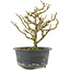 Chaenomeles speciosa, 16,5 cm, ± 9 jaar oud, met rode bloemen en geel fruit