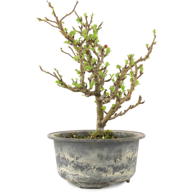 Chaenomeles speciosa, 19 cm, ± 9 ans, à fleurs rouges et fruits jaunes