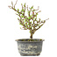 Chaenomeles speciosa, 19 cm, ± 9 jaar oud, met rode bloemen en geel fruit