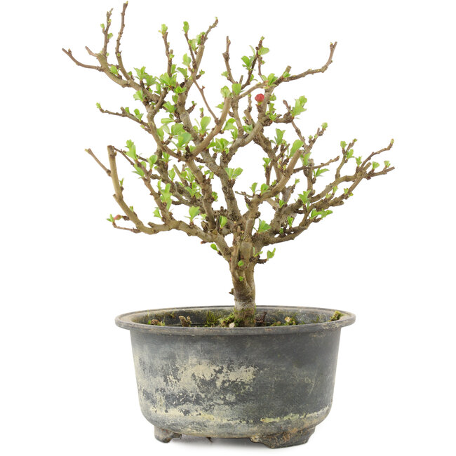 Chaenomeles speciosa, 19 cm, ± 9 Jahre alt, mit roten Blüten und gelben Früchten