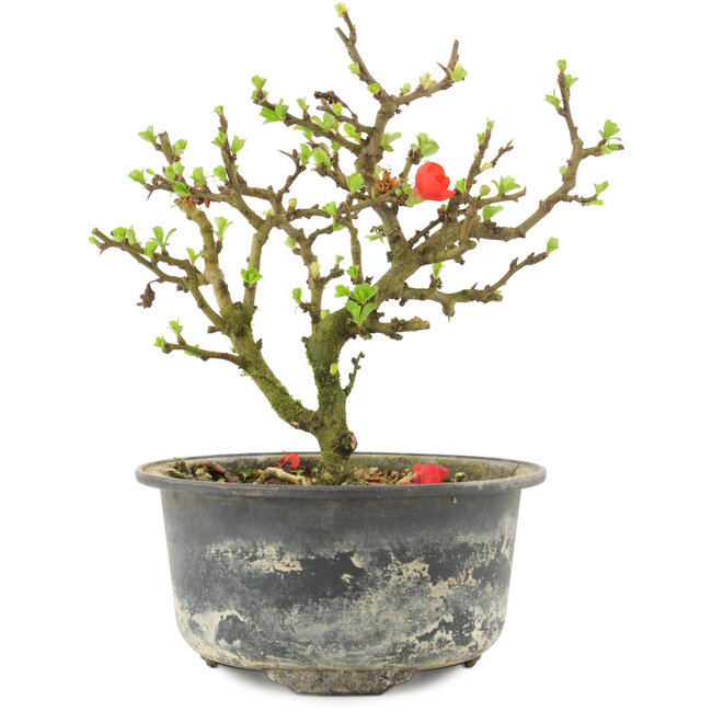 Chaenomeles speciosa, 15,5 cm, ± 9 jaar oud, met rode bloemen en geel fruit