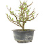 Chaenomeles speciosa, 19 cm, ± 9 anni, con fiori rossi e frutti gialli