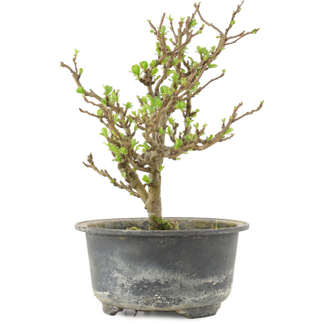 Chaenomeles speciosa, 19 cm, ± 9 Jahre alt, mit roten Blüten und gelben Früchten