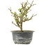 Chaenomeles speciosa, 19 cm, ± 9 jaar oud, met rode bloemen en geel fruit