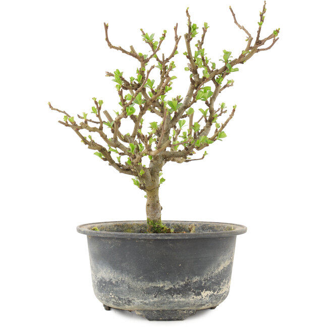 Chaenomeles speciosa, 19 cm, ± 9 Jahre alt, mit roten Blüten und gelben Früchten