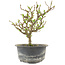 Chaenomeles speciosa, 19 cm, ± 9 jaar oud, met rode bloemen en geel fruit