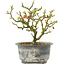 Chaenomeles speciosa, 15,5 cm, ± 9 ans, à fleurs rouges et fruits jaunes