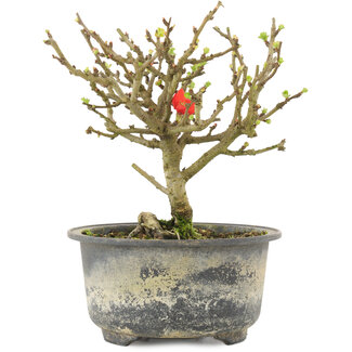 Chaenomeles speciosa, 14 cm, ± 9 jaar oud