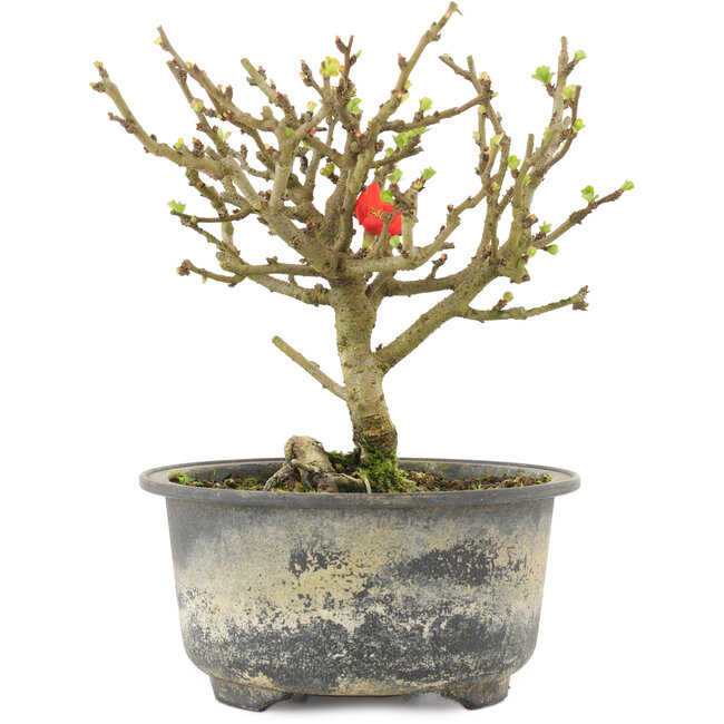 Chaenomeles speciosa, 14 cm, ± 9 ans, à fleurs rouges et fruits jaunes