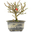 Chaenomeles speciosa, 14 cm, ± 9 jaar oud, met rode bloemen en geel fruit