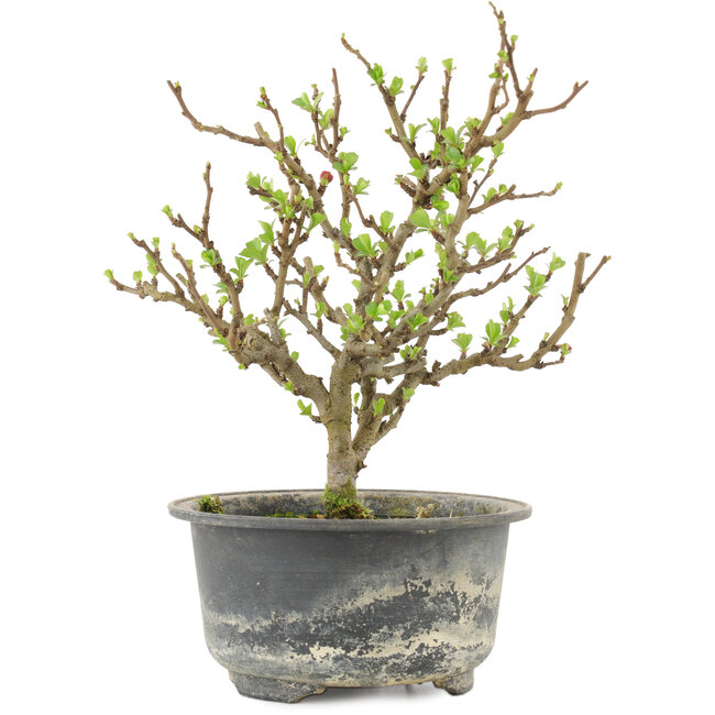 Chaenomeles speciosa, 19 cm, ± 9 jaar oud, met rode bloemen en geel fruit