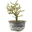 Chaenomeles speciosa, 15,5 cm, ± 9 anni, con fiori rossi e frutti gialli