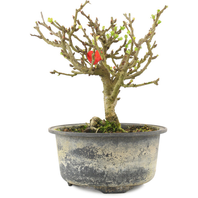 Chaenomeles speciosa, 14 cm, ± 9 anni, con fiori rossi e frutti gialli