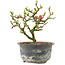 Chaenomeles speciosa, 15,5 cm, ± 9 anni, con fiori rossi e frutti gialli