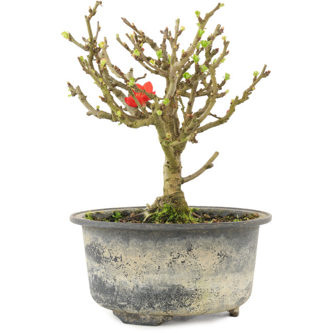 Chaenomeles speciosa, 14 cm, ± 9 años, con flores rojas y frutos amarillos