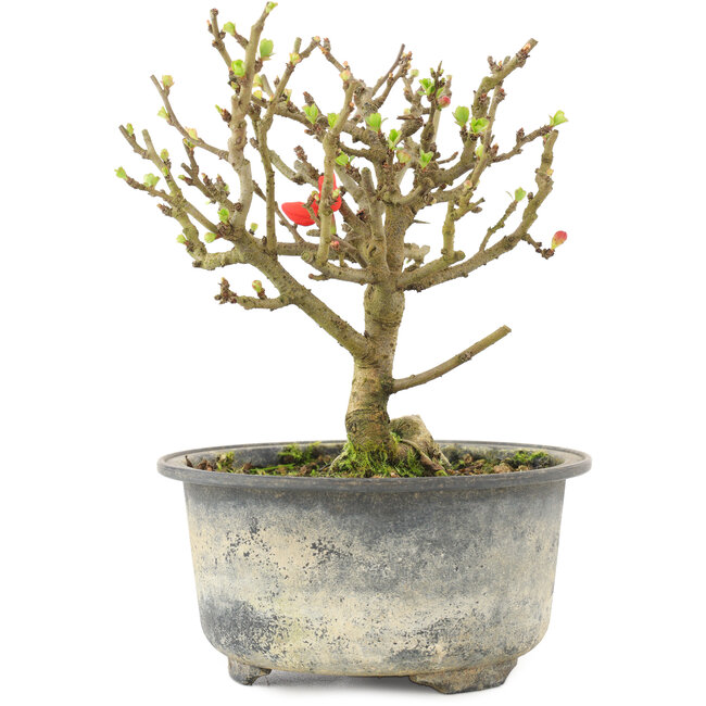 Chaenomeles speciosa, 14 cm, ± 9 años, con flores rojas y frutos amarillos