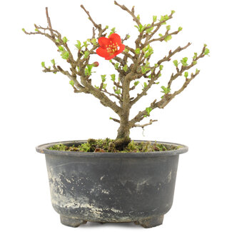 Chaenomeles speciosa, 12,5 cm, ± 9 anni