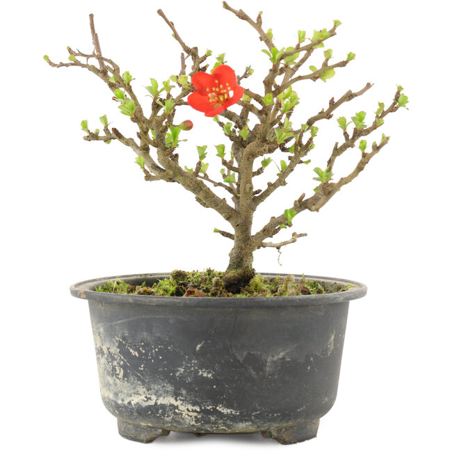 Chaenomeles speciosa, 12,5 cm, ± 9 anni, con fiori rossi e frutti gialli