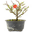 Chaenomeles speciosa, 12,5 cm, ± 9 years old, with red flowers and yellow fruit