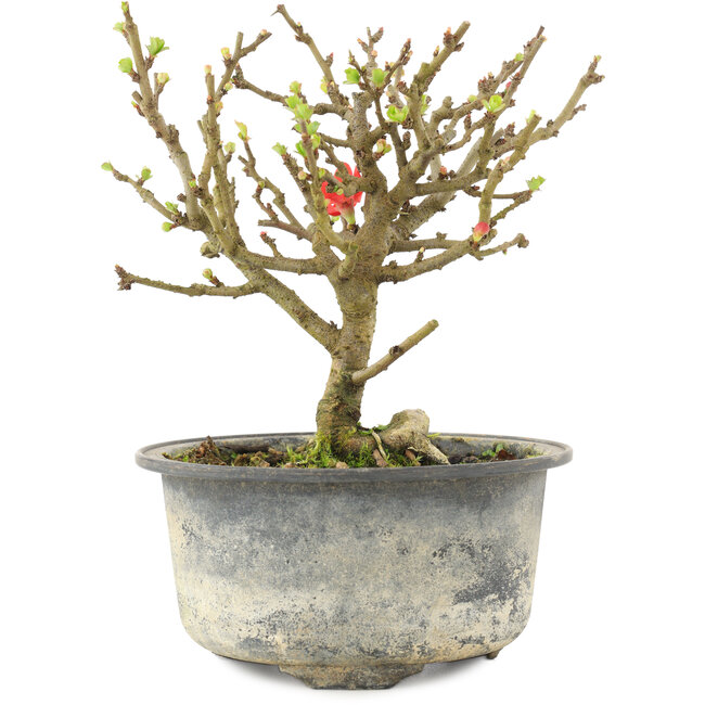 Chaenomeles speciosa, 14 cm, ± 9 años, con flores rojas y frutos amarillos